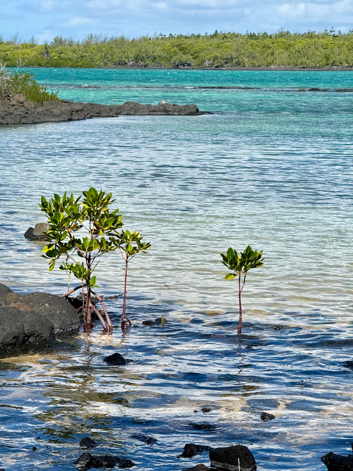 Young mangroves growing in the turquoise lagoon of Mauritius