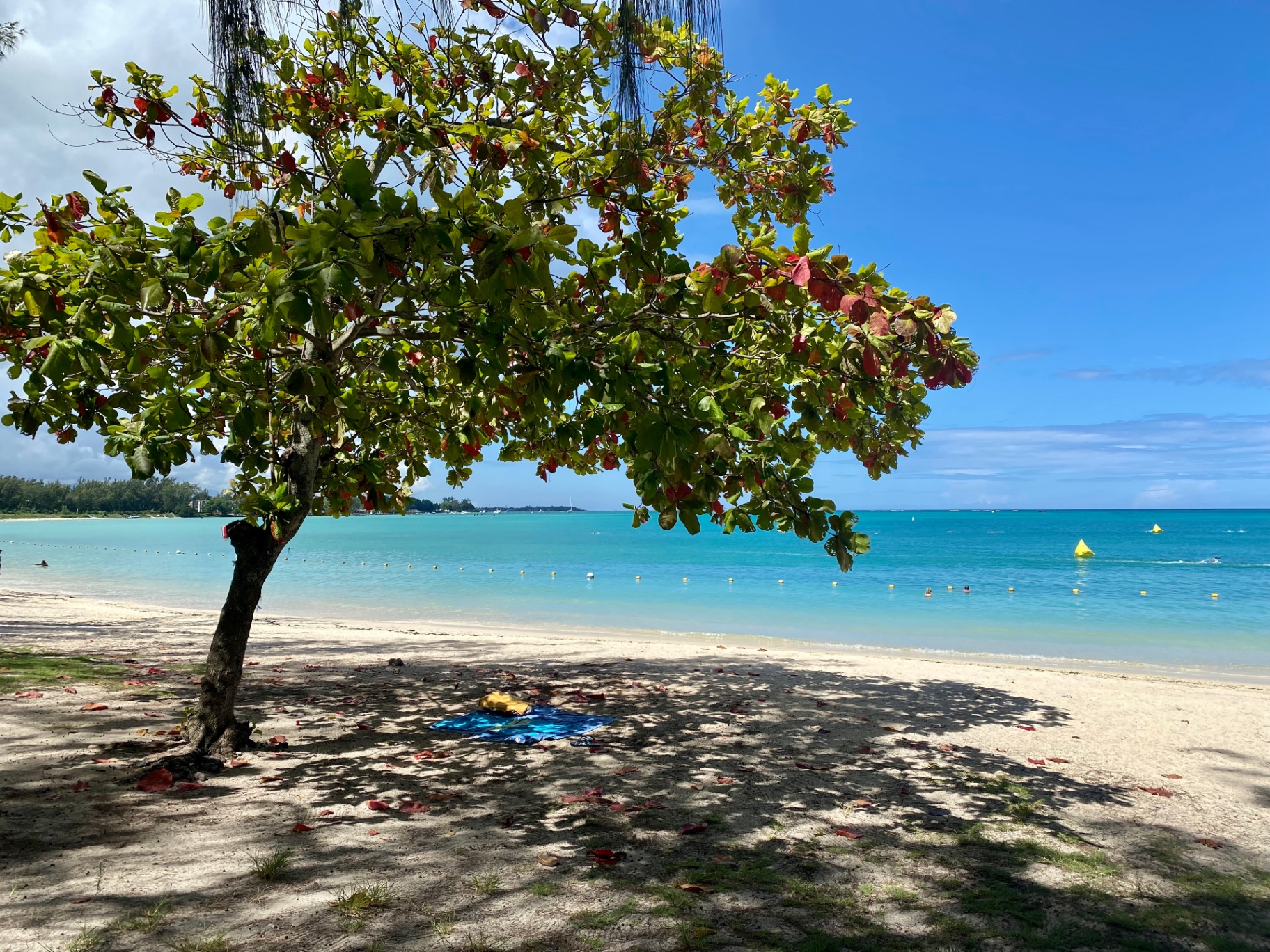 Reading beneath a Badamier tree on the beach in Mauritius