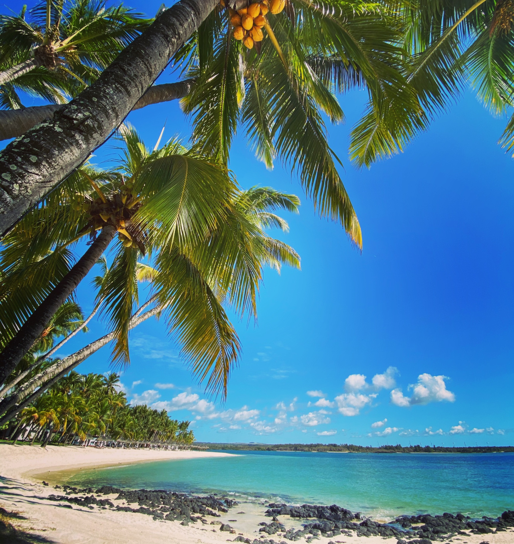 Coconut palms leaning over a quiet beach in Mauritius